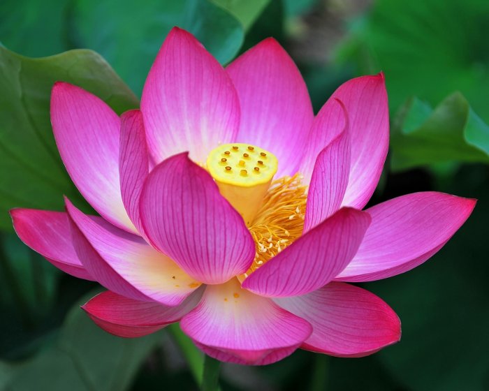 Lótus vermelho — a flor de Sri Aurobindo